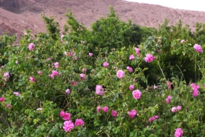 Luxury Morocco Private Tours