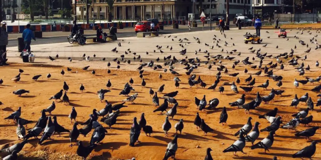 Casablanca Mohammed V Square