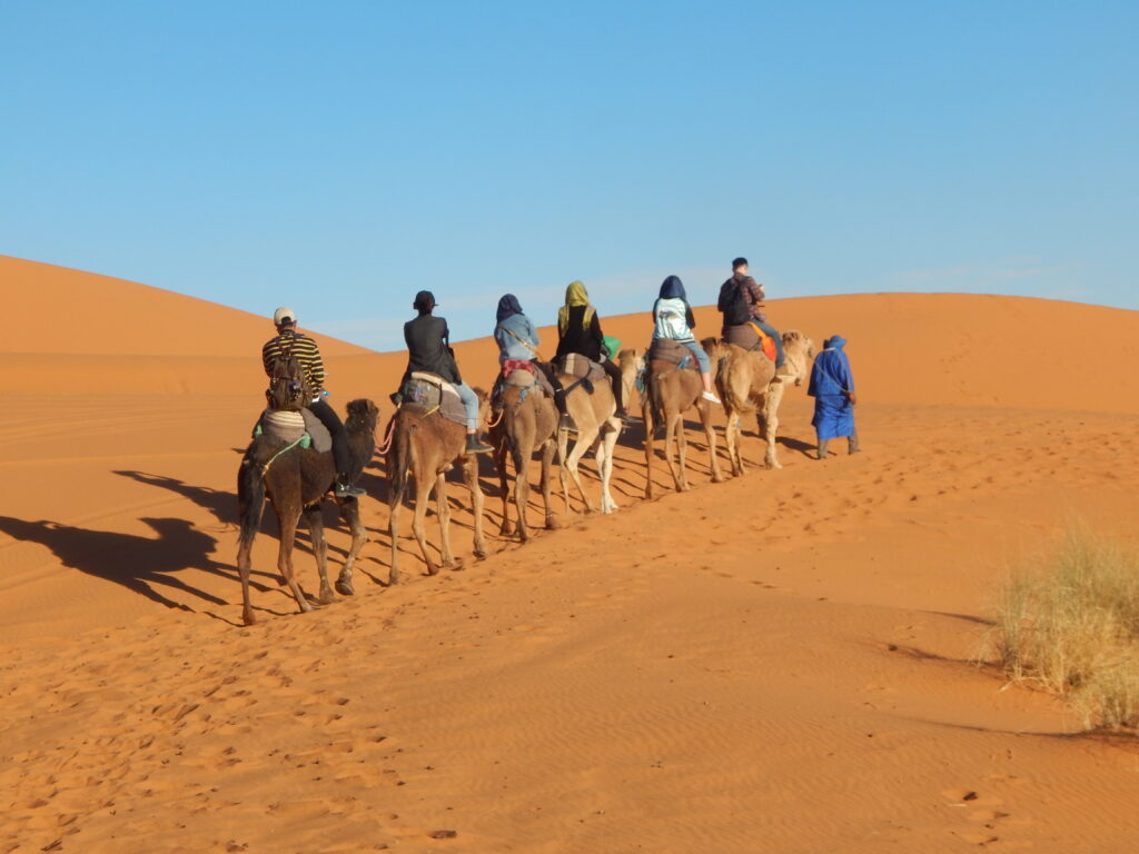 Camel trekking across the Sahara Desert dunes near Erg Chegaga