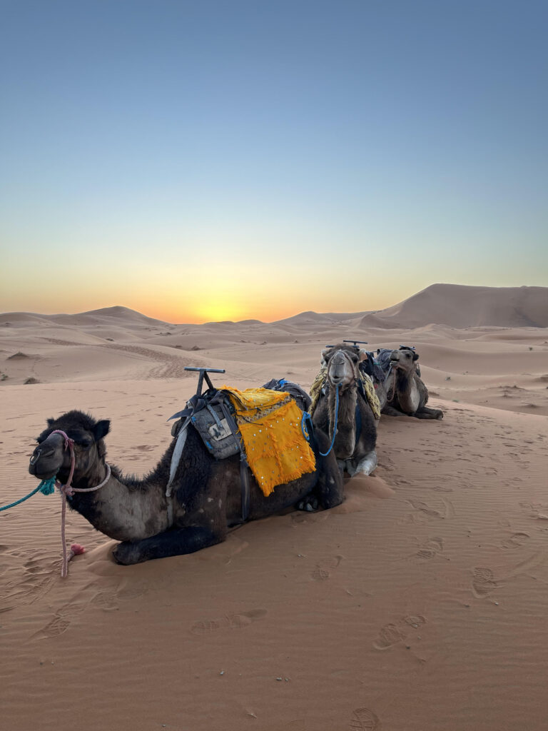 Recommended Morocco tour companies helping travelers explore the Sahara Desert and Morocco's imperial cities