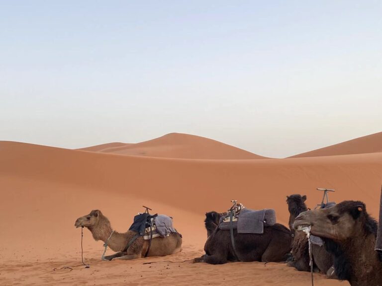 Is Camel Riding Safe Traveler riding a camel across the Moroccan Sahara