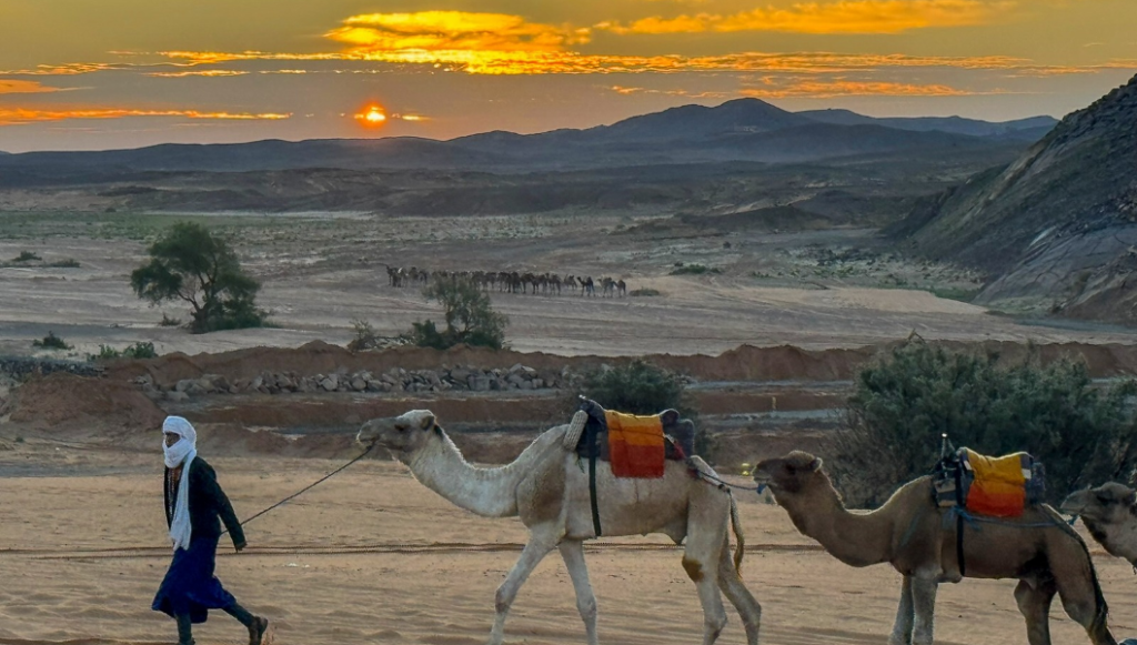 Travelers on a sunset camel ride in the Merzouga dunes in spring