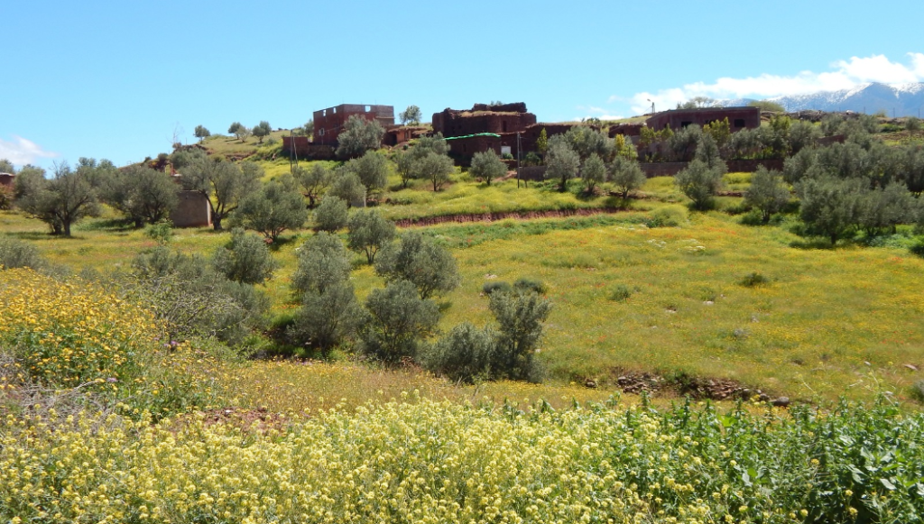 Pink Damask roses in the Valley of Roses near Kelaat M’Gouna in May