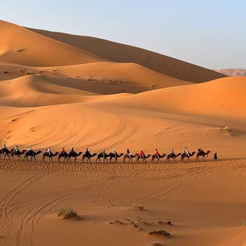 Camel ride across the golden dunes of Erg Chegaga in Morocco