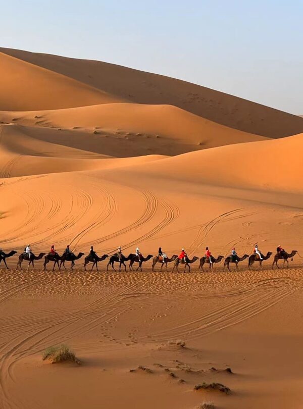Camel ride across the golden dunes of Erg Chegaga in Morocco
